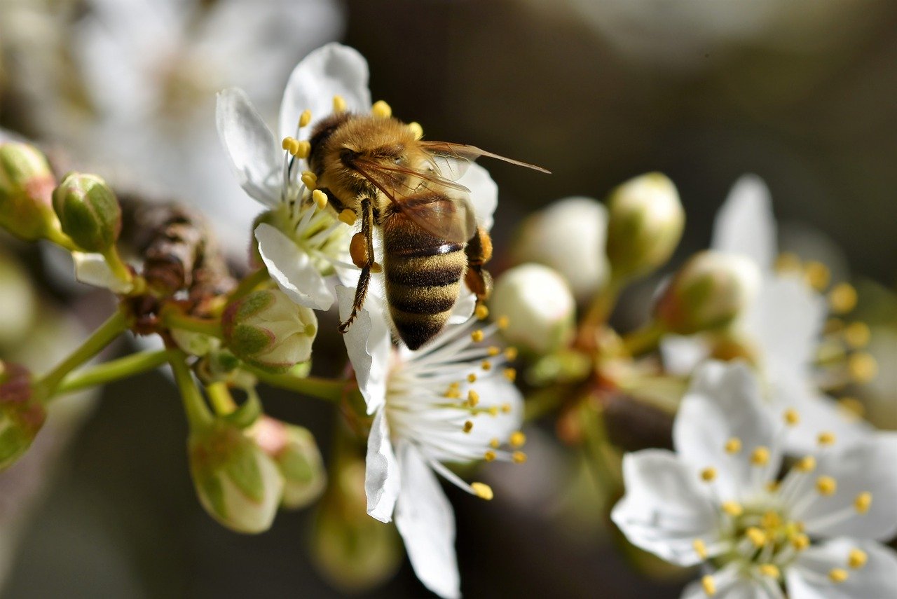bee, honey bee, insect